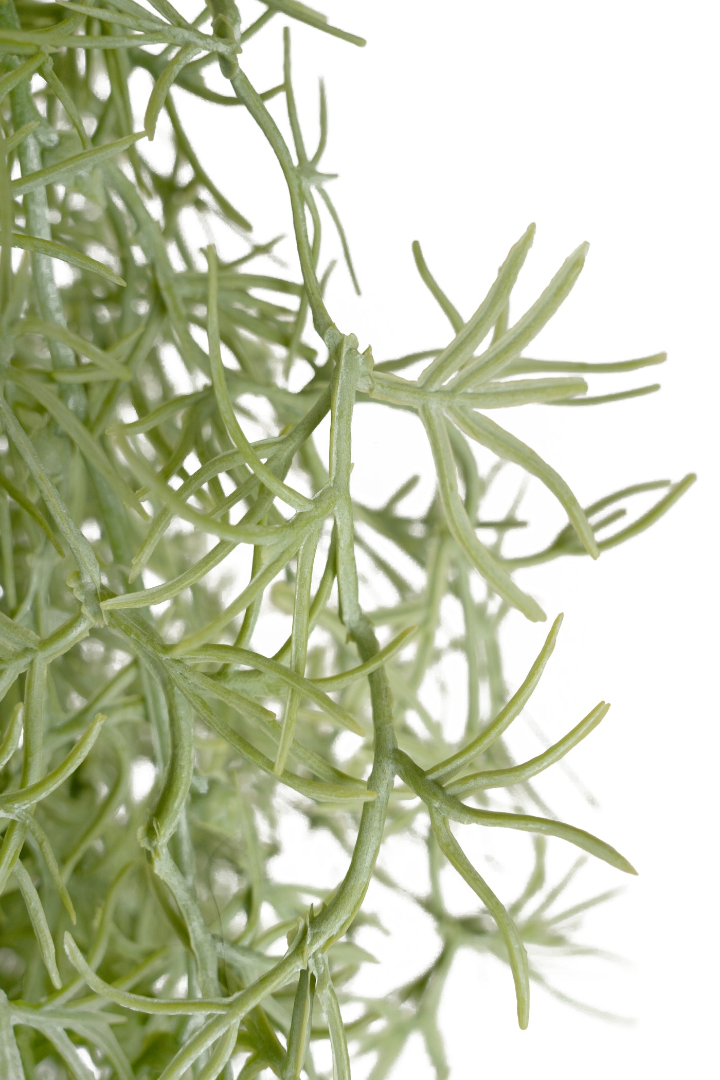 Planta curgatoare Long hair (tillandsia) 135 cm verde deschis