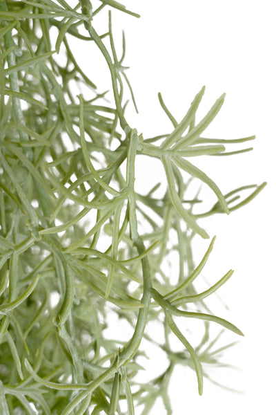 Planta curgatoare Long hair (tillandsia) 135 cm verde deschis
