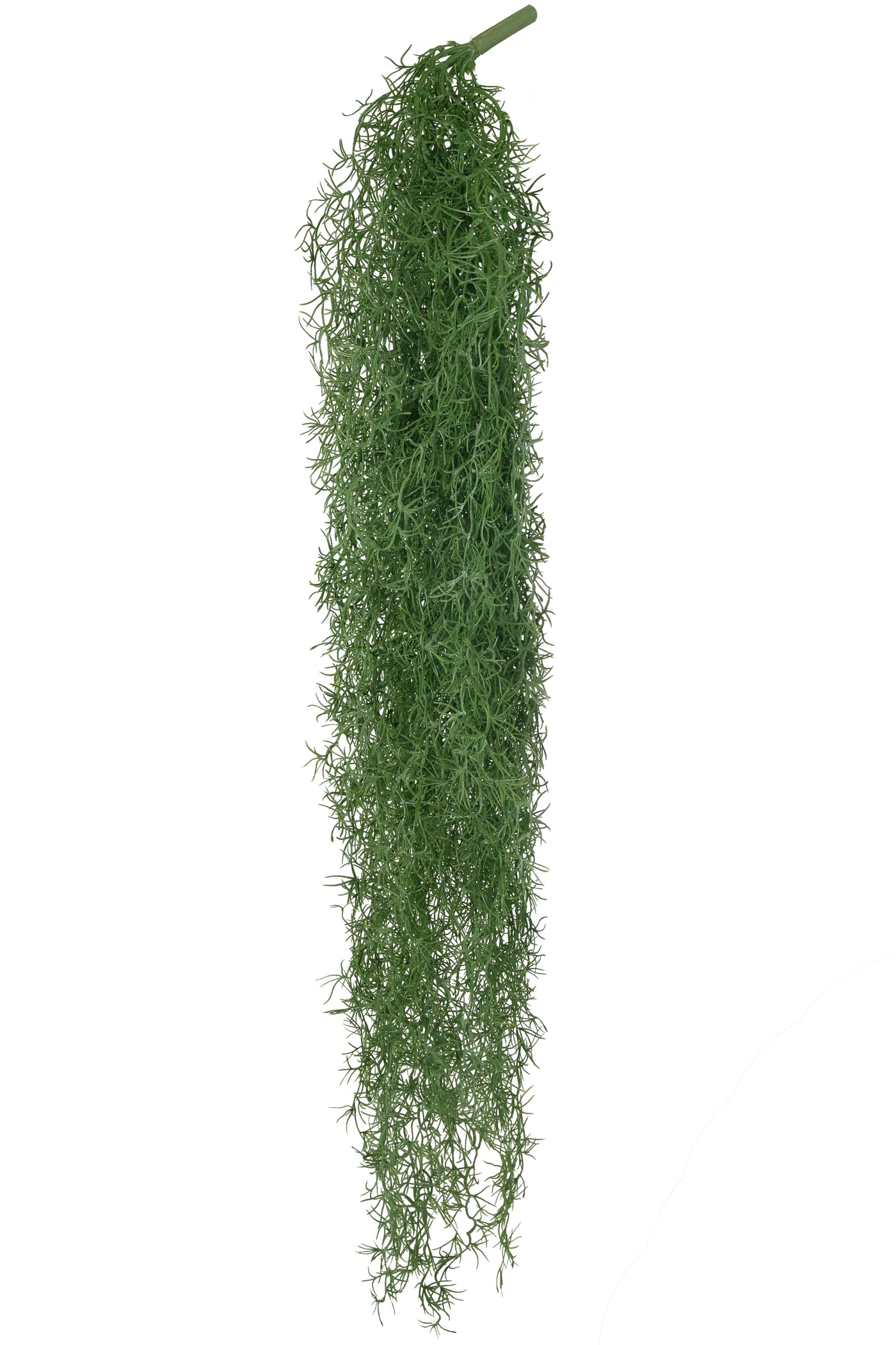 Planta curgatoare Long hair (tillandsia) 135 cm verde padure