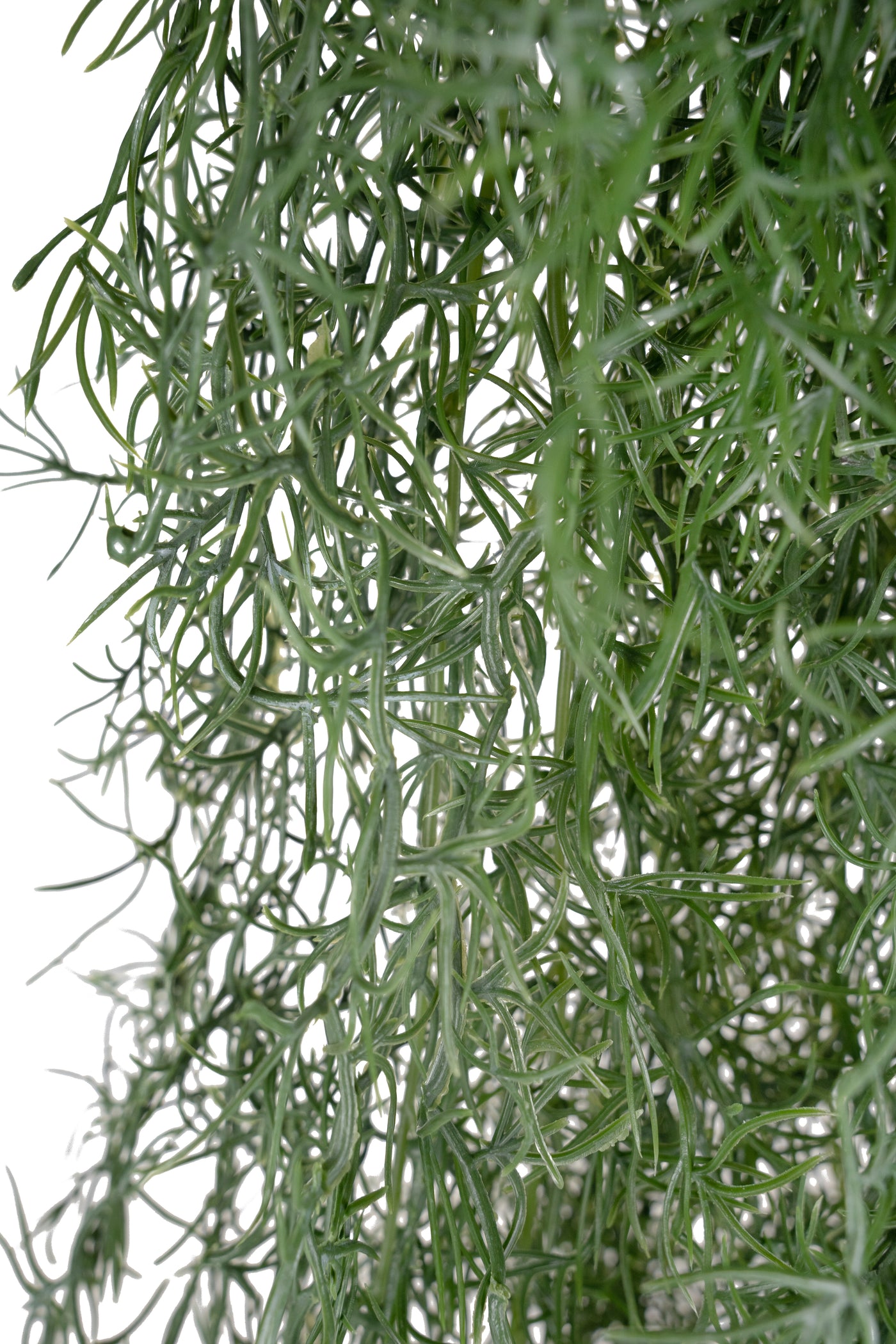 Planta curgatoare Long hair (tillandsia) 135 cm verde padure