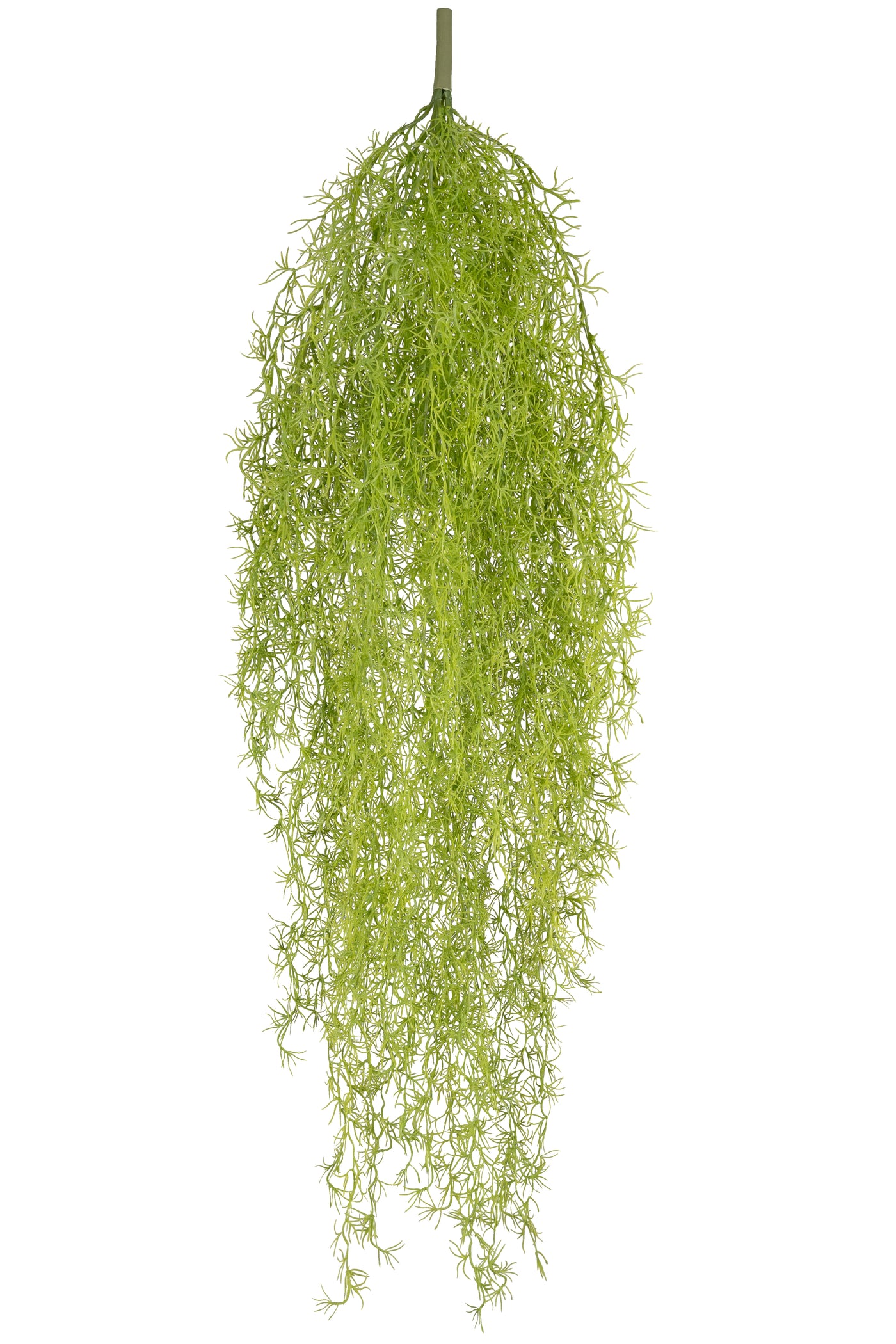 Planta curgatoare Long hair (tillandsia) 135 cm verde primavara