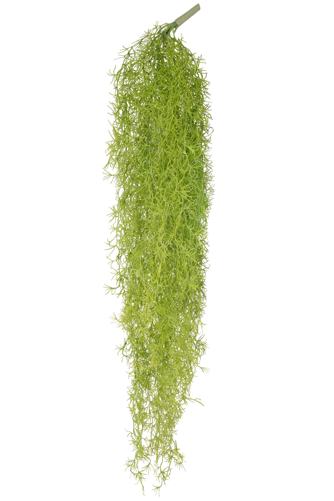 Planta curgatoare Long hair (tillandsia) 135 cm verde primavara