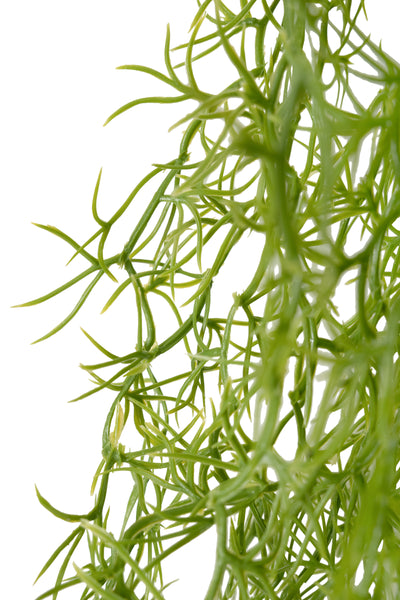Planta curgatoare Long hair (tillandsia) 85 cm verde