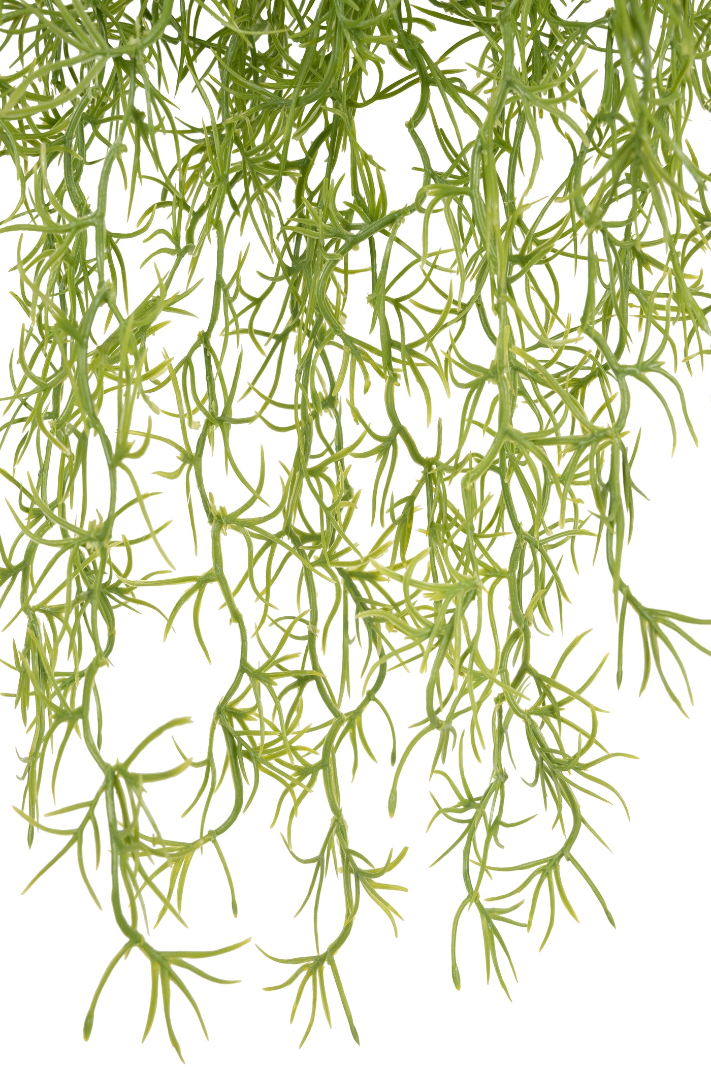 Planta curgatoare Long hair (tillandsia) 85 cm verde