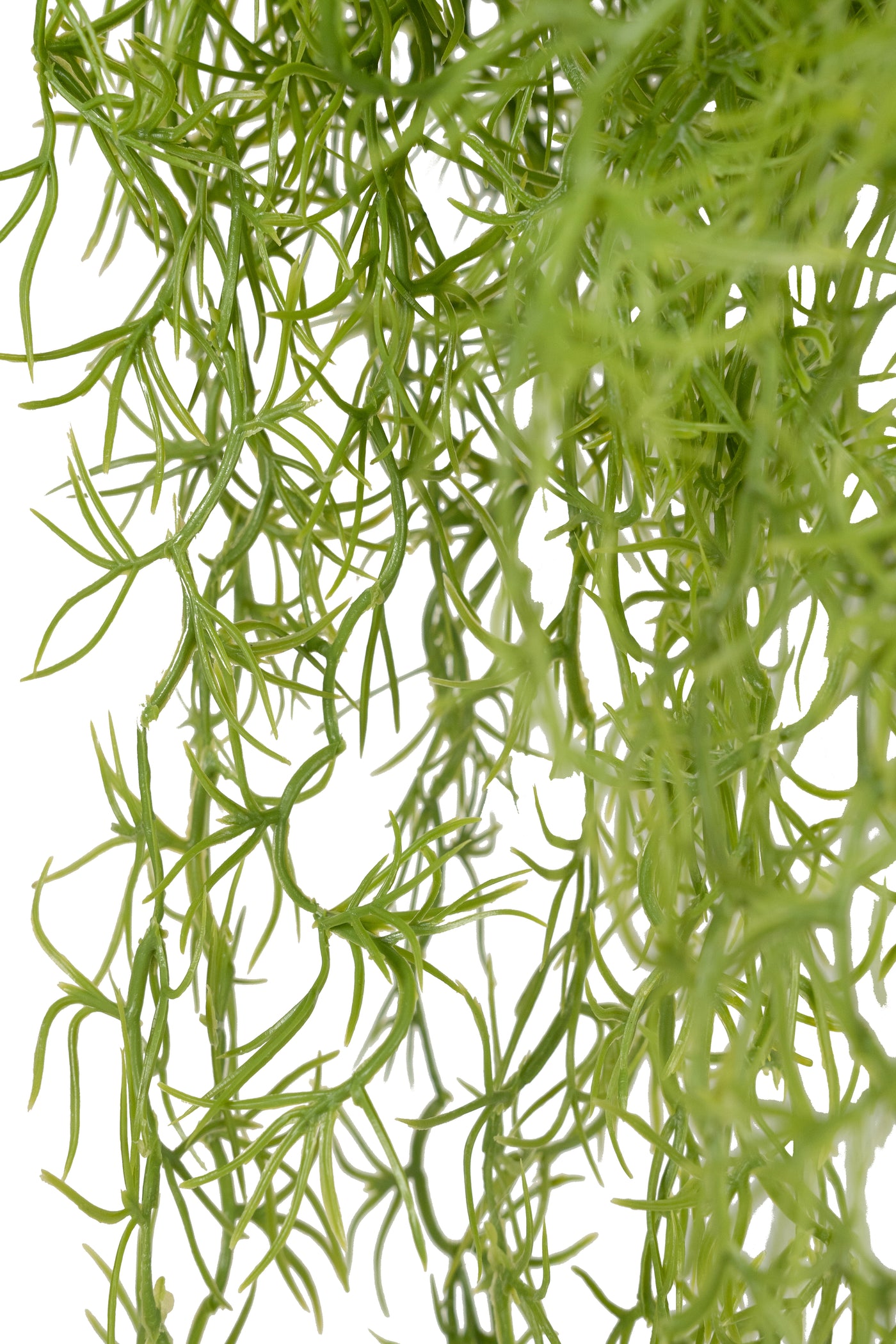 Planta curgatoare Long hair (tillandsia) 85 cm verde