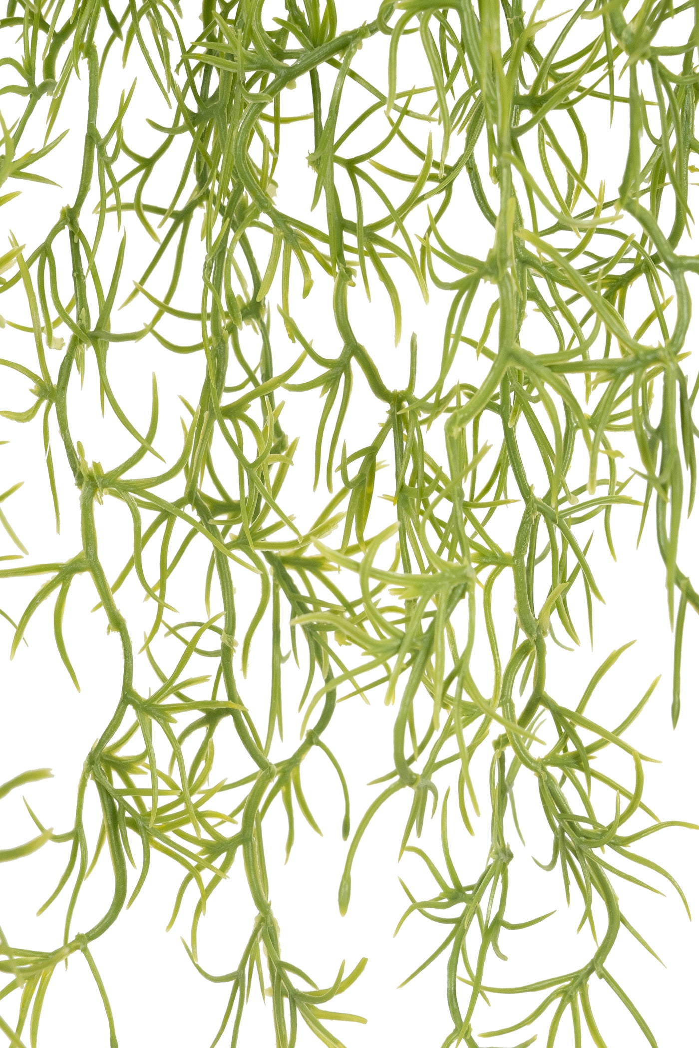 Planta curgatoare Long hair (tillandsia) 85 cm verde