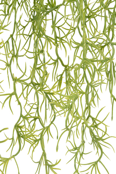 Planta curgatoare Long hair (tillandsia) 85 cm verde