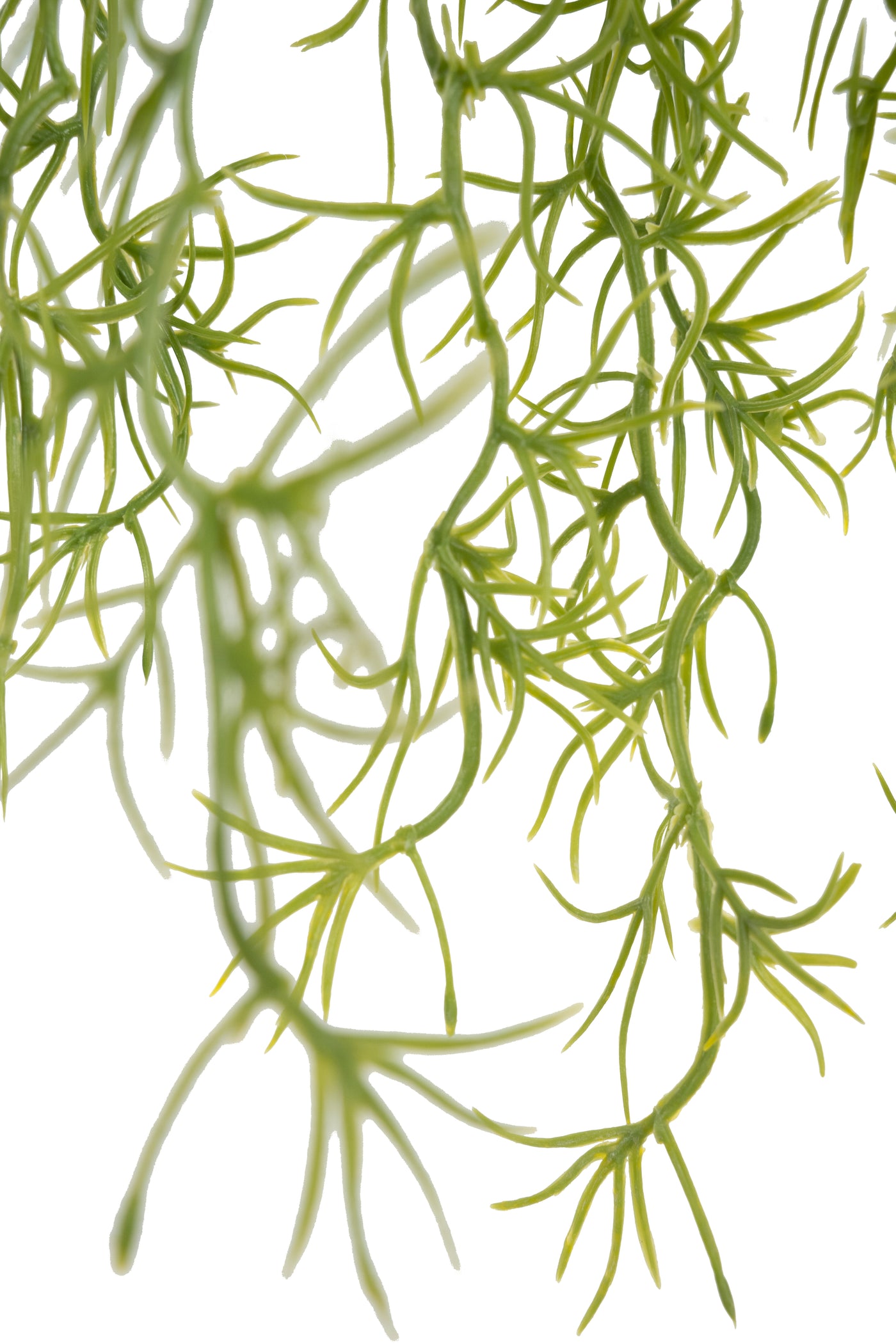 Planta curgatoare Long hair (tillandsia) 85 cm verde