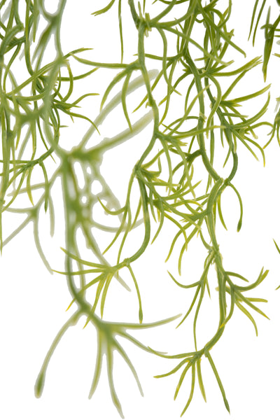 Planta curgatoare Long hair (tillandsia) 85 cm verde