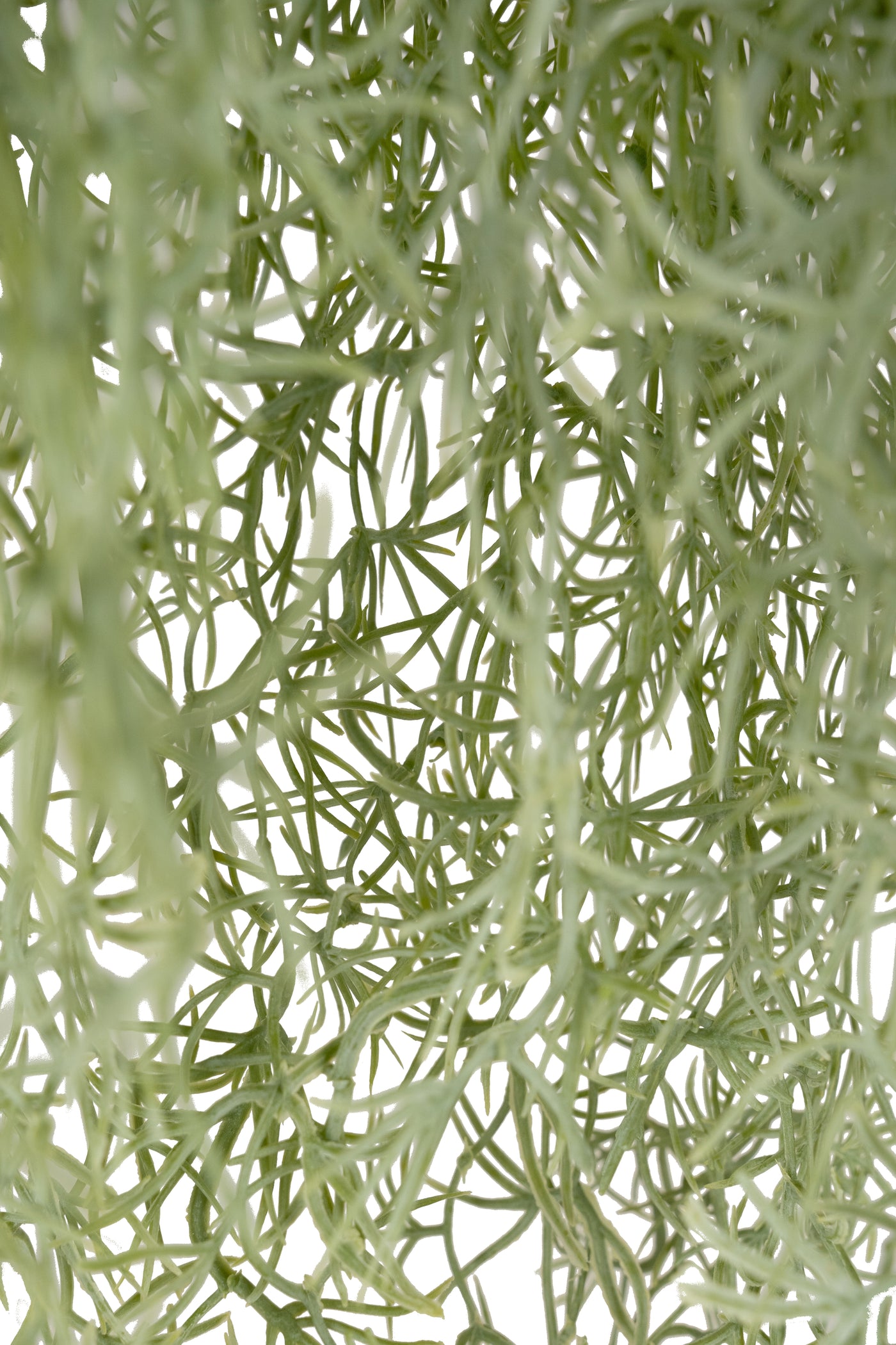 Planta curgatoare Long hair (tillandsia) 85 cm verde deschis