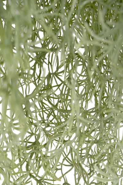 Planta curgatoare Long hair (tillandsia) 85 cm verde deschis