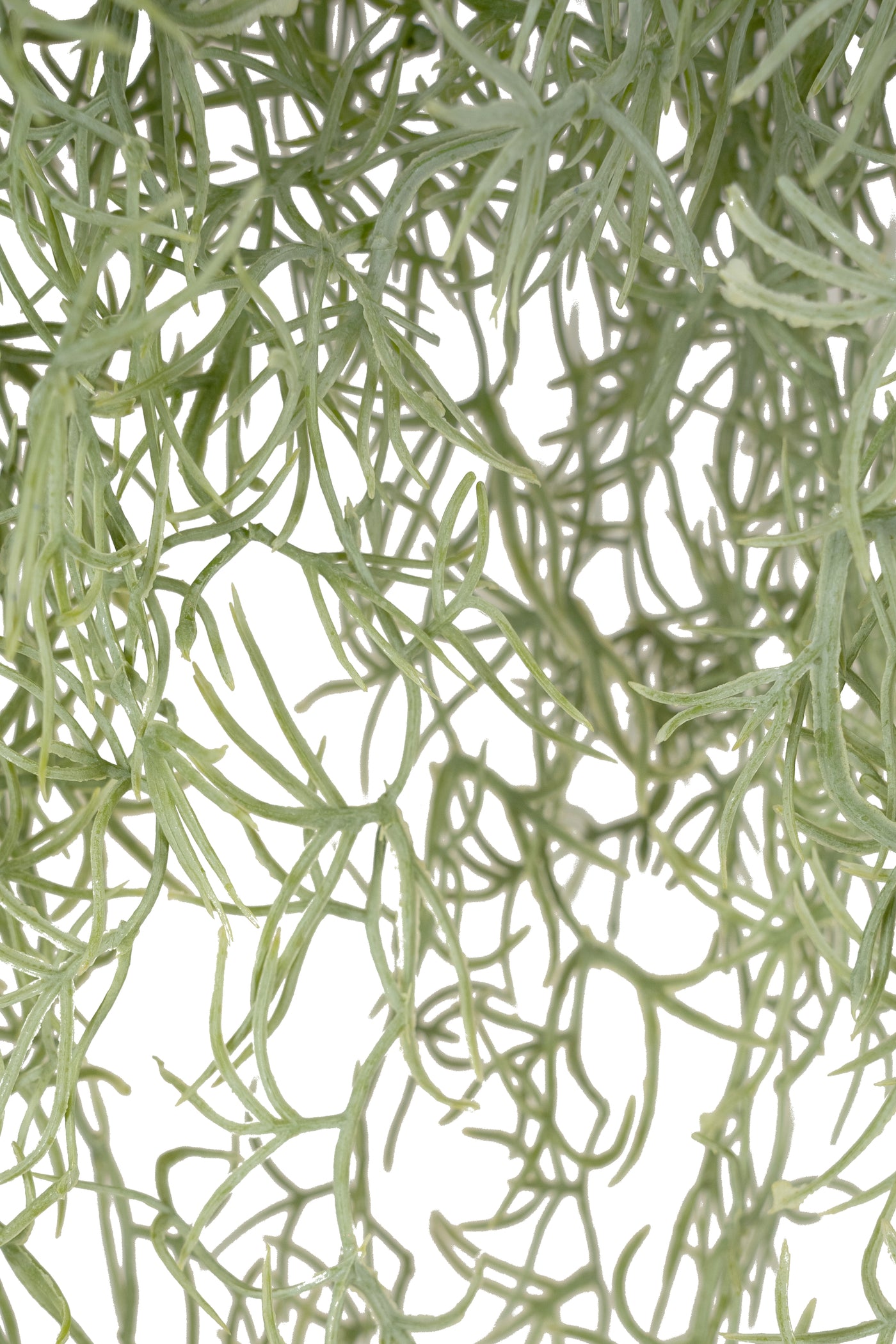 Planta curgatoare Long hair (tillandsia) 85 cm verde deschis