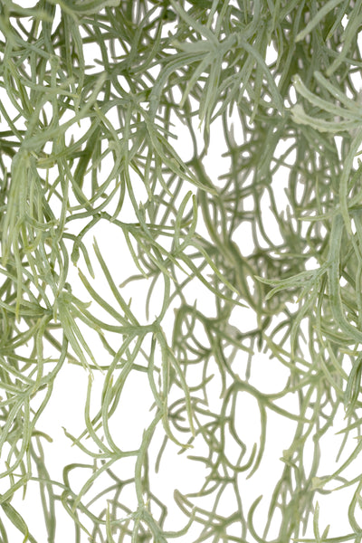 Planta curgatoare Long hair (tillandsia) 85 cm verde deschis
