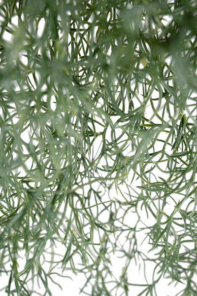 Planta curgatoare Long hair (tillandsia) 85 cm verde inchis