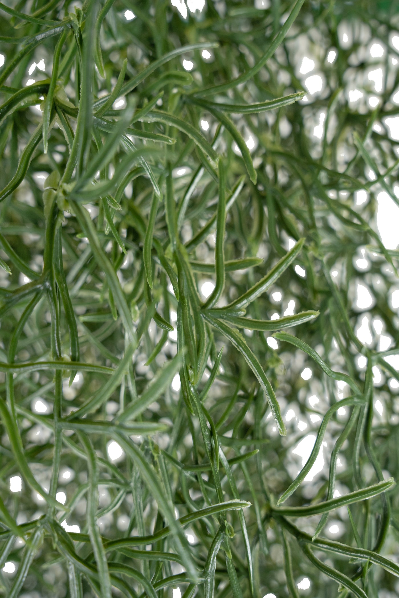 Planta curgatoare Long hair (tillandsia) 85 cm verde inchis