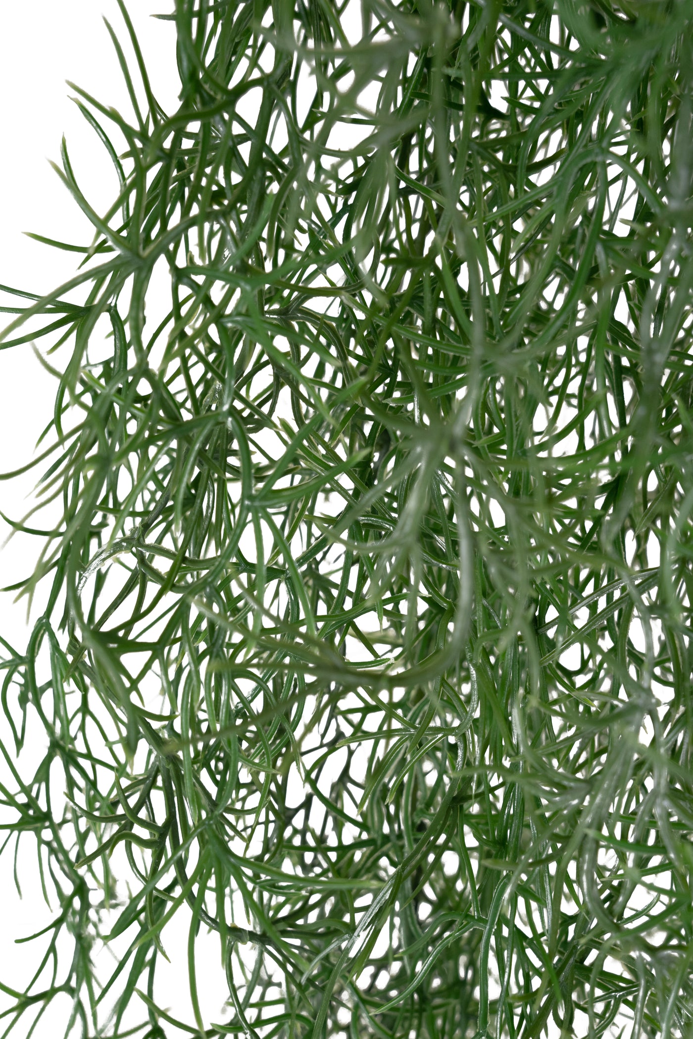 Planta curgatoare Long hair (tillandsia) 85 cm verde padure