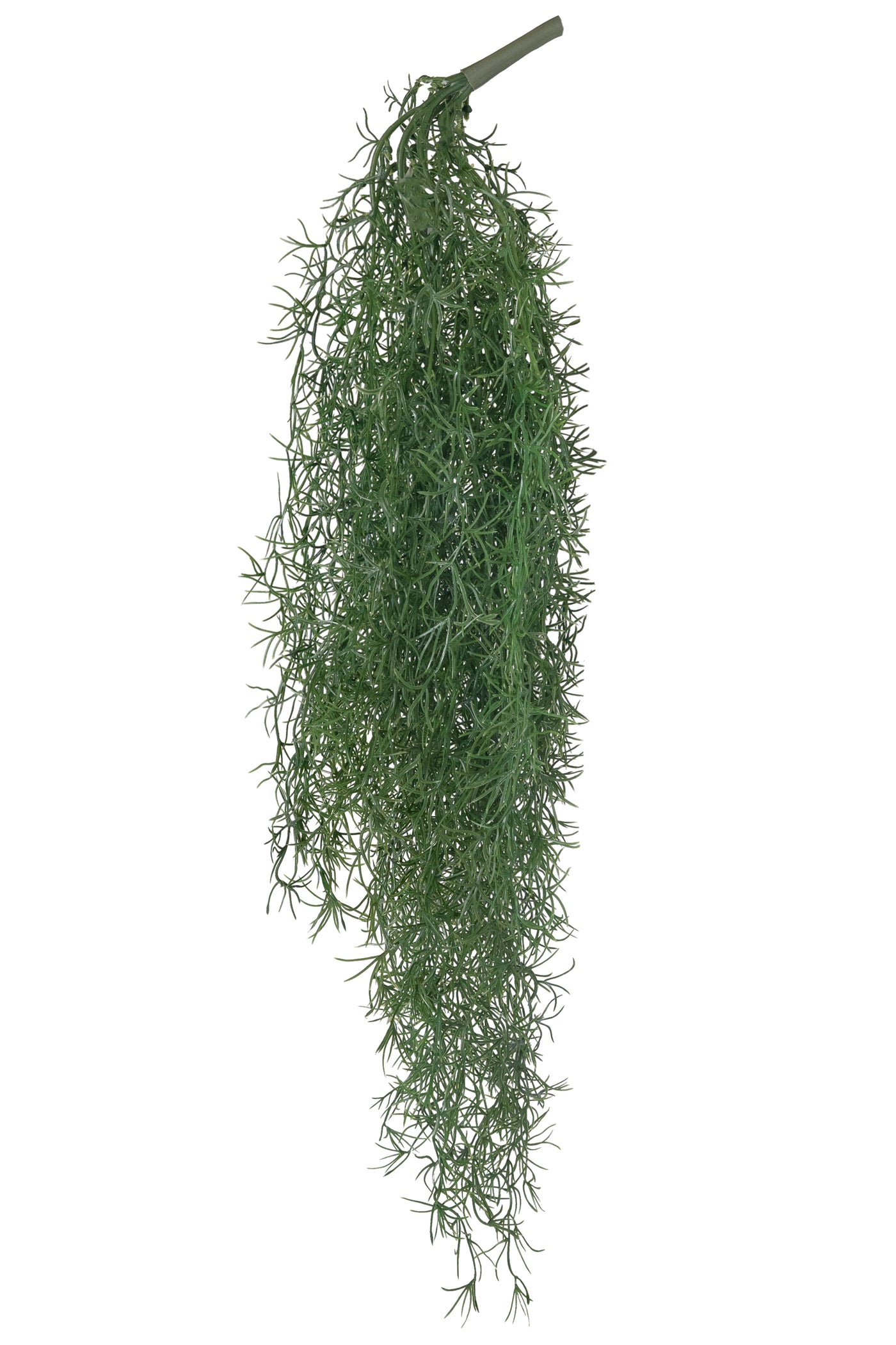 Planta curgatoare Long hair (tillandsia) 85 cm verde padure