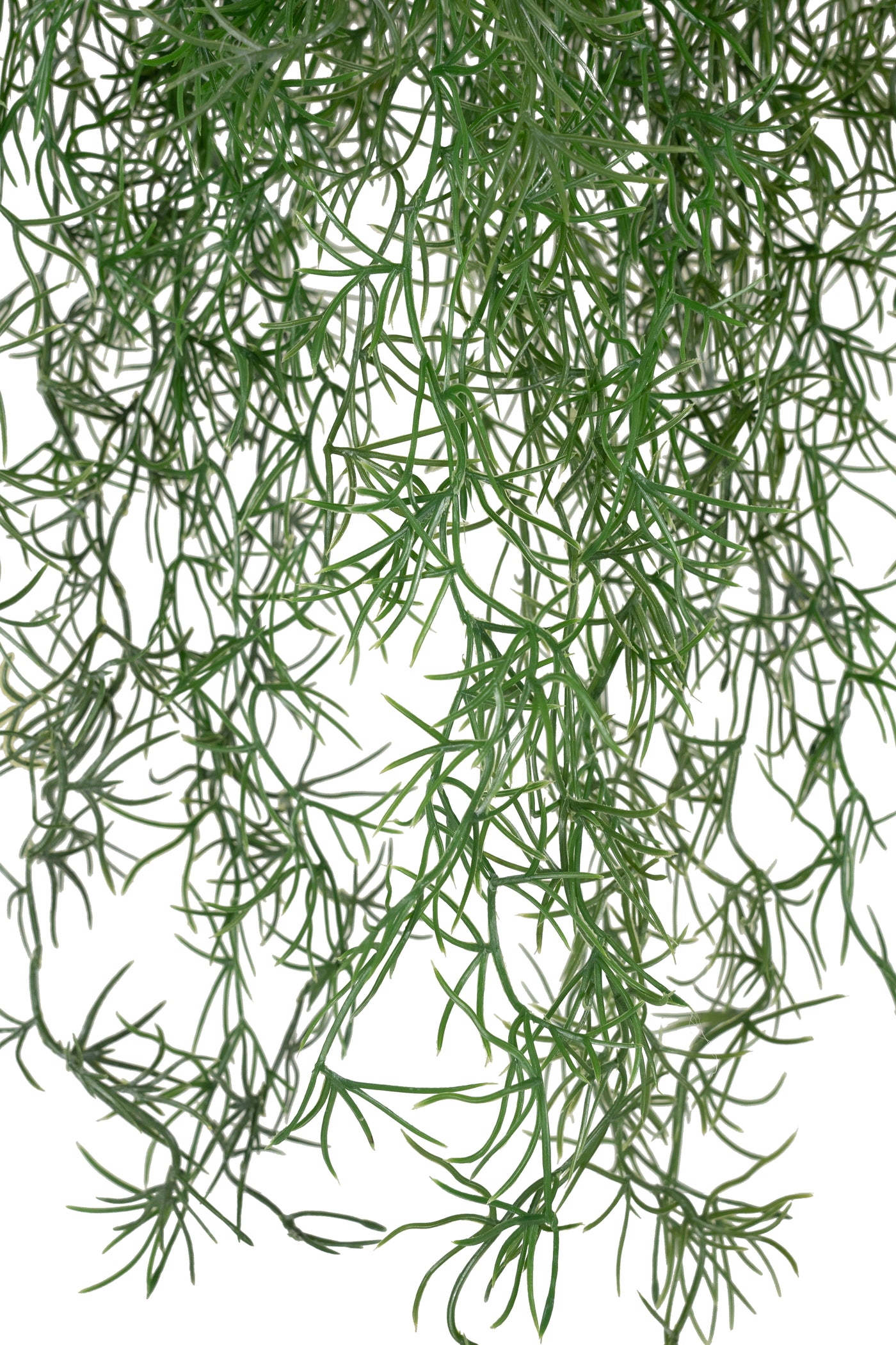 Planta curgatoare Long hair (tillandsia) 85 cm verde padure