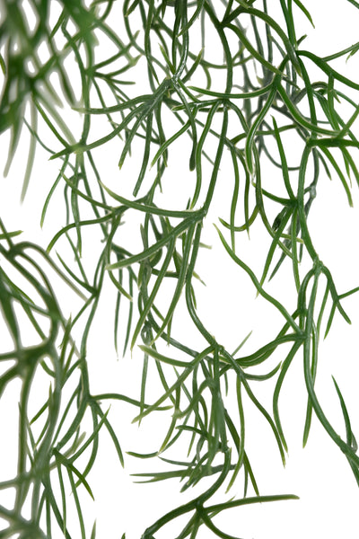 Planta curgatoare Long hair (tillandsia) 85 cm verde padure