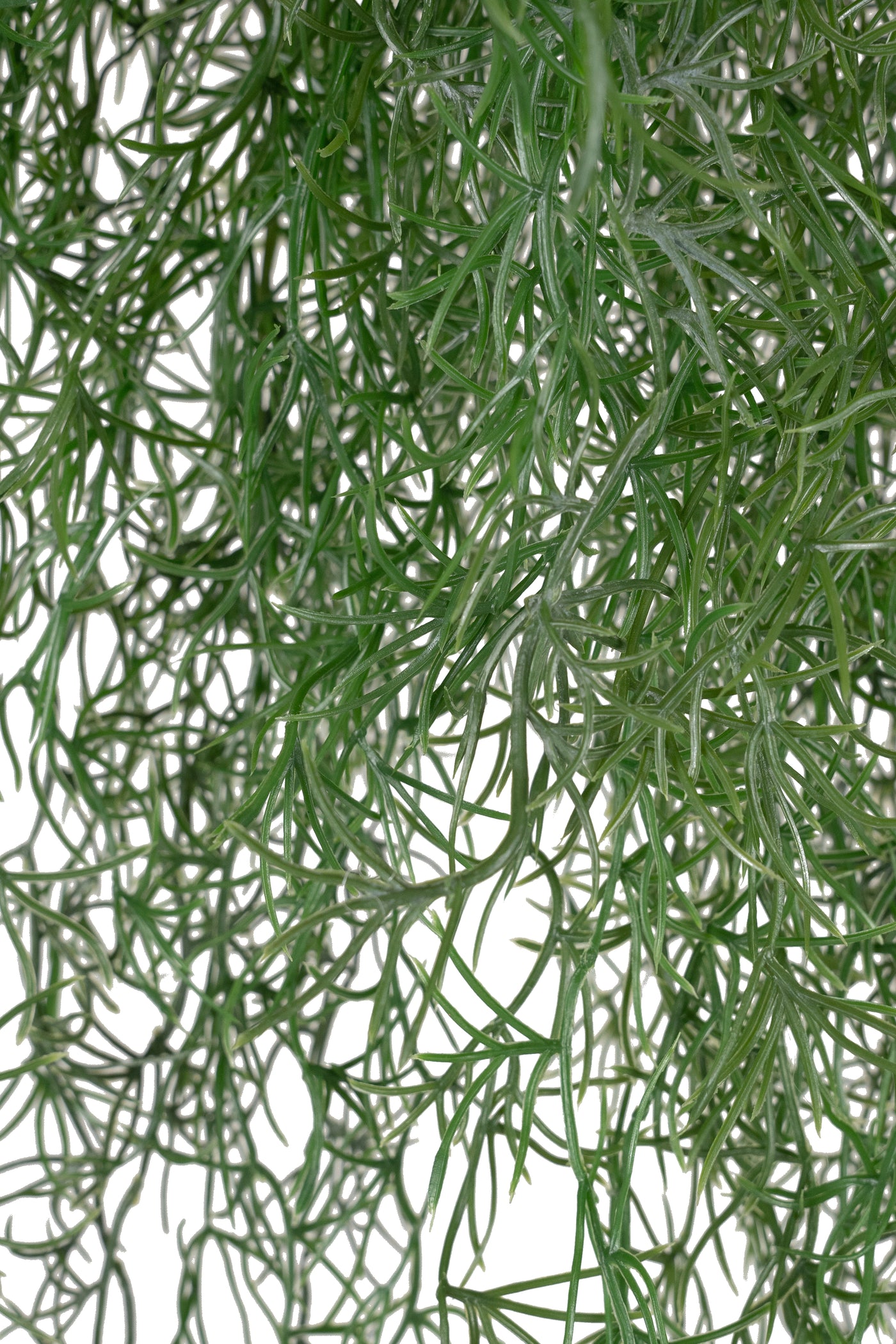 Planta curgatoare Long hair (tillandsia) 85 cm verde padure
