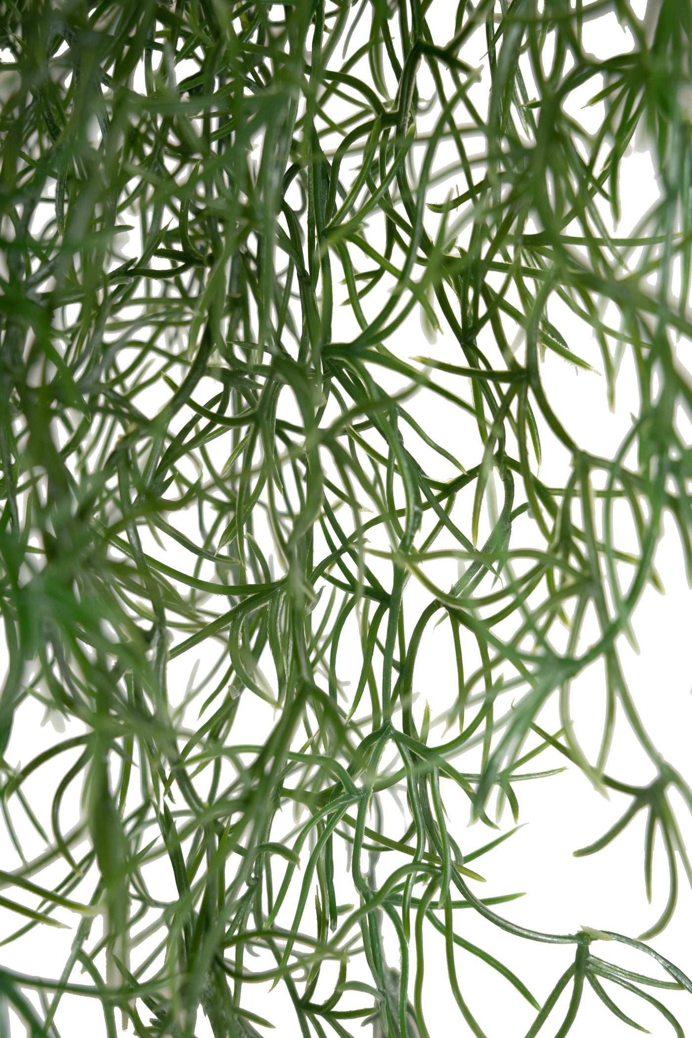 Planta curgatoare Long hair (tillandsia) 85 cm verde padure