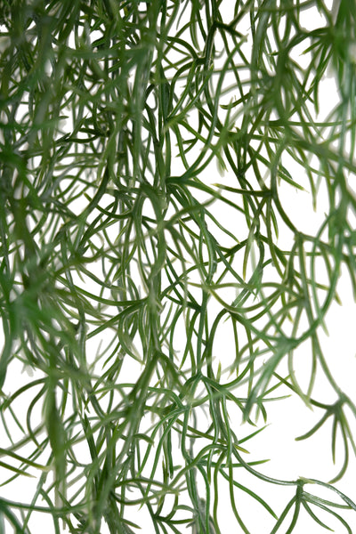 Planta curgatoare Long hair (tillandsia) 85 cm verde padure