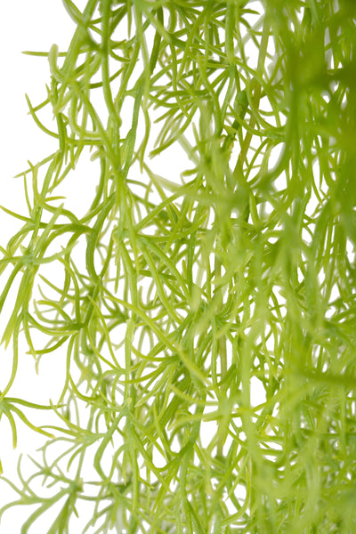 Planta curgatoare Long hair (tillandsia) 85 cm verde primavara