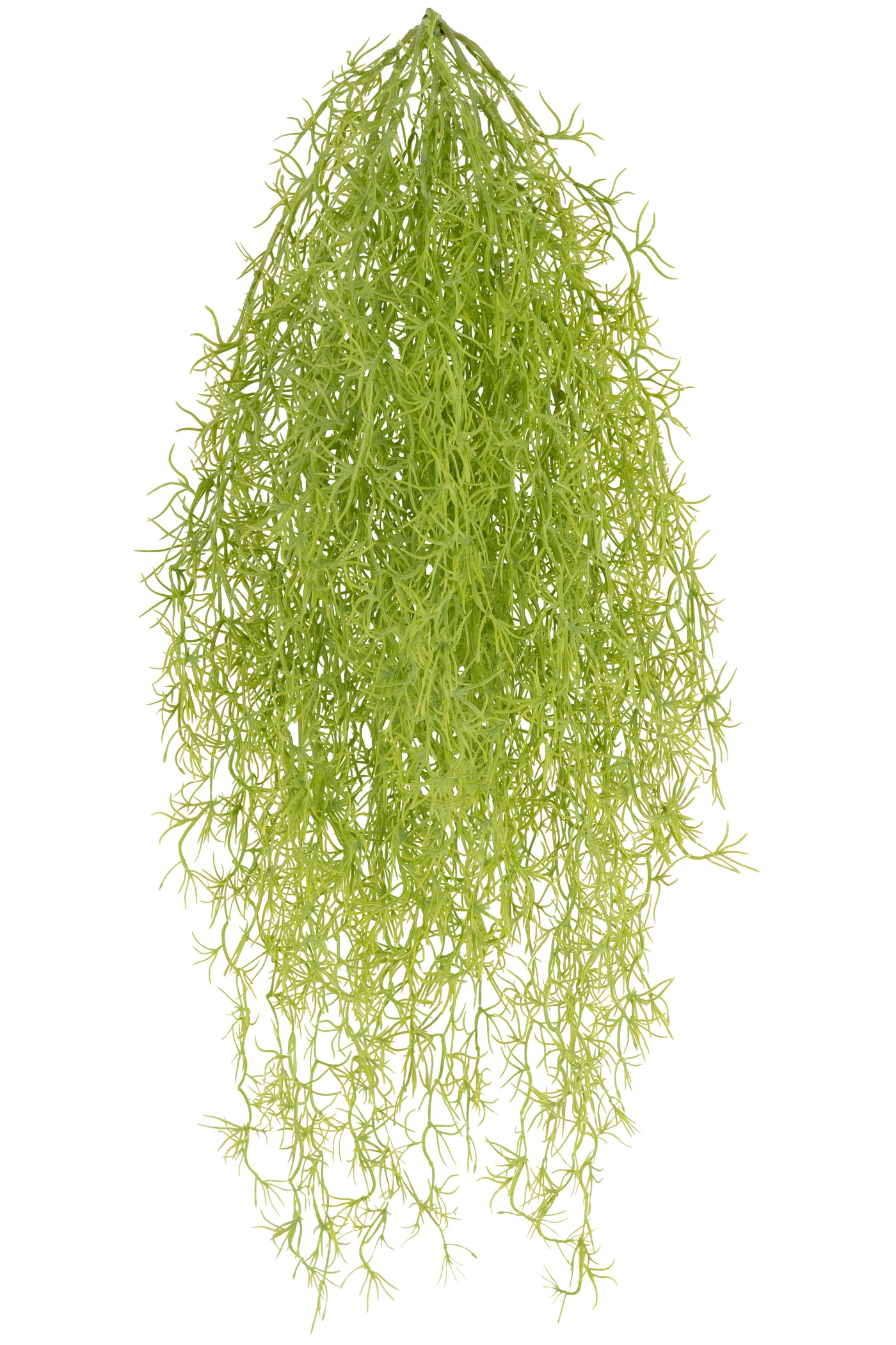 Planta curgatoare Long hair (tillandsia) 85 cm verde primavara