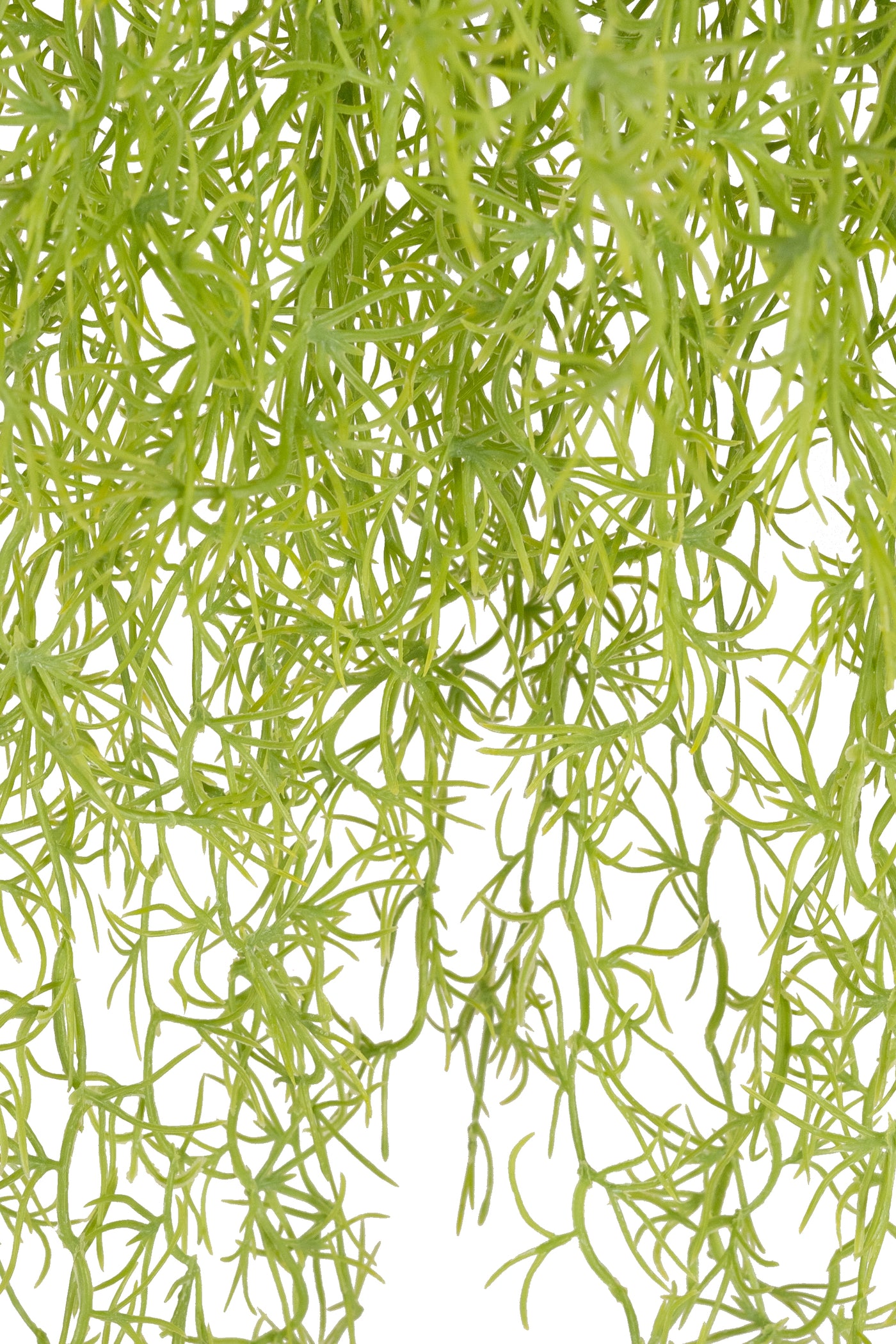 Planta curgatoare Long hair (tillandsia) 85 cm verde primavara