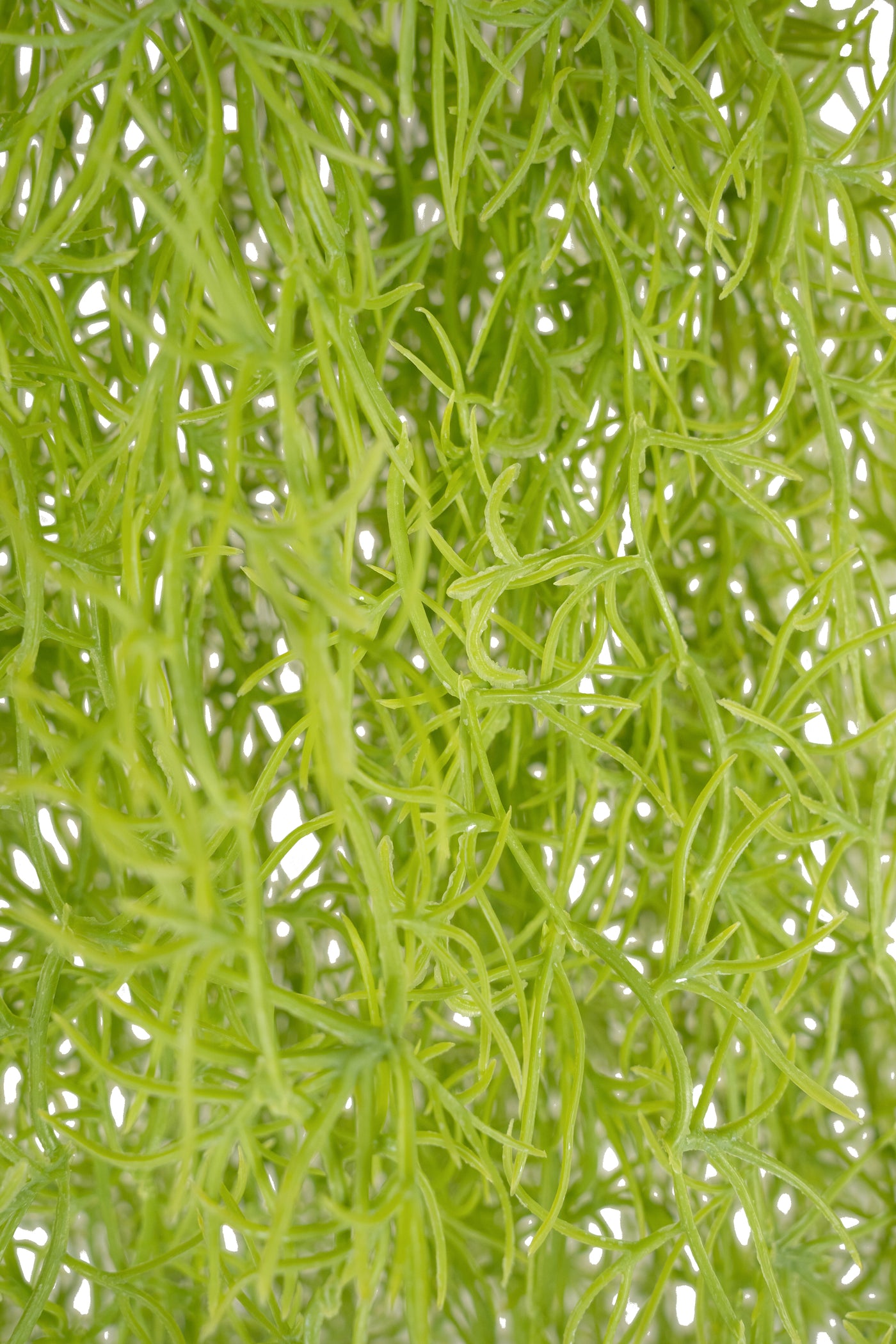 Planta curgatoare Long hair (tillandsia) 85 cm verde primavara