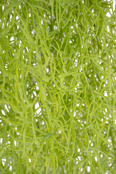 Planta curgatoare Long hair (tillandsia) 85 cm verde primavara