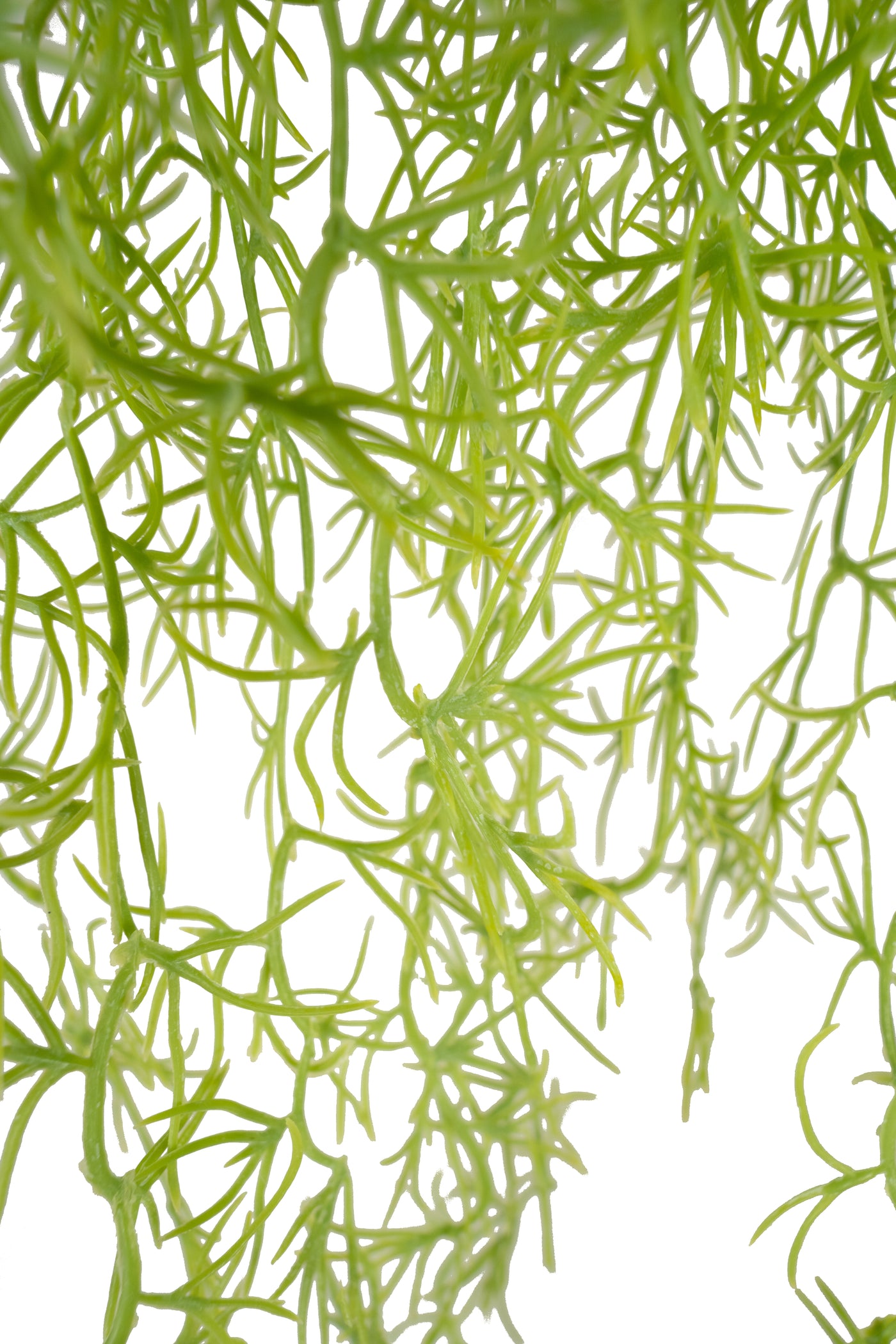 Planta curgatoare Long hair (tillandsia) 85 cm verde primavara