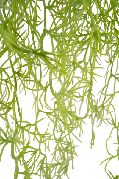 Planta curgatoare Long hair (tillandsia) 85 cm verde primavara