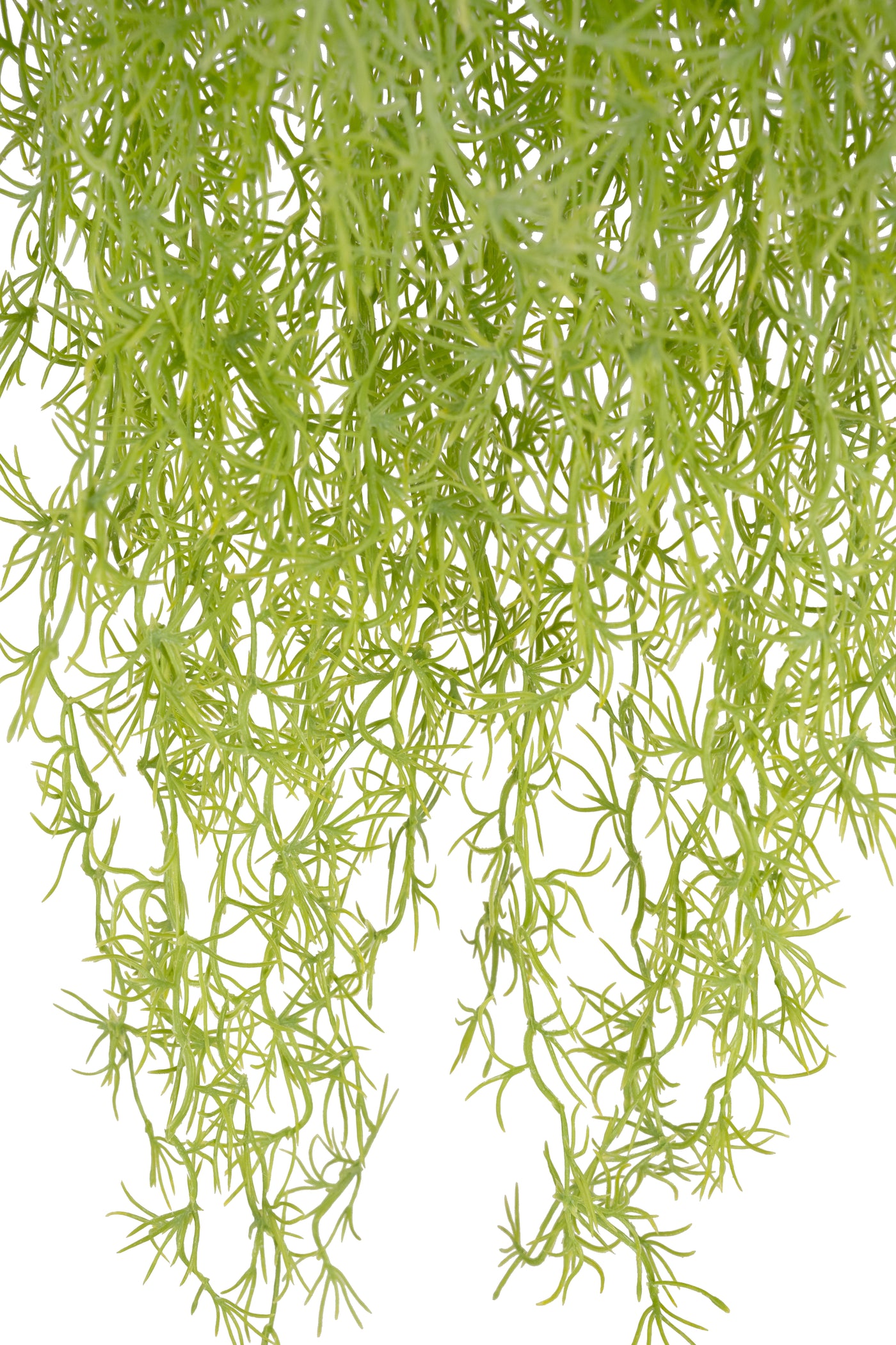 Planta curgatoare Long hair (tillandsia) 85 cm verde primavara