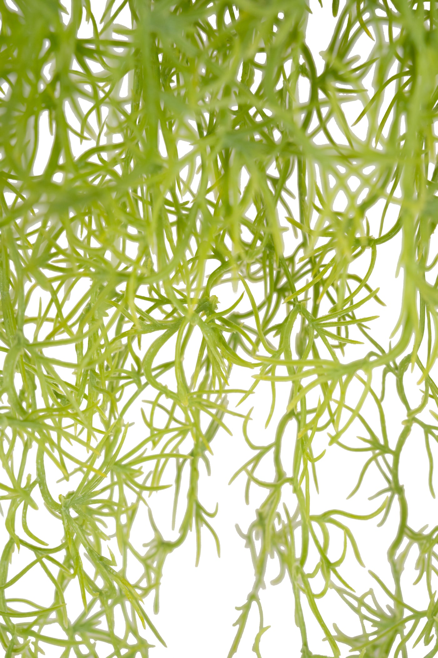 Planta curgatoare Long hair (tillandsia) 85 cm verde primavara