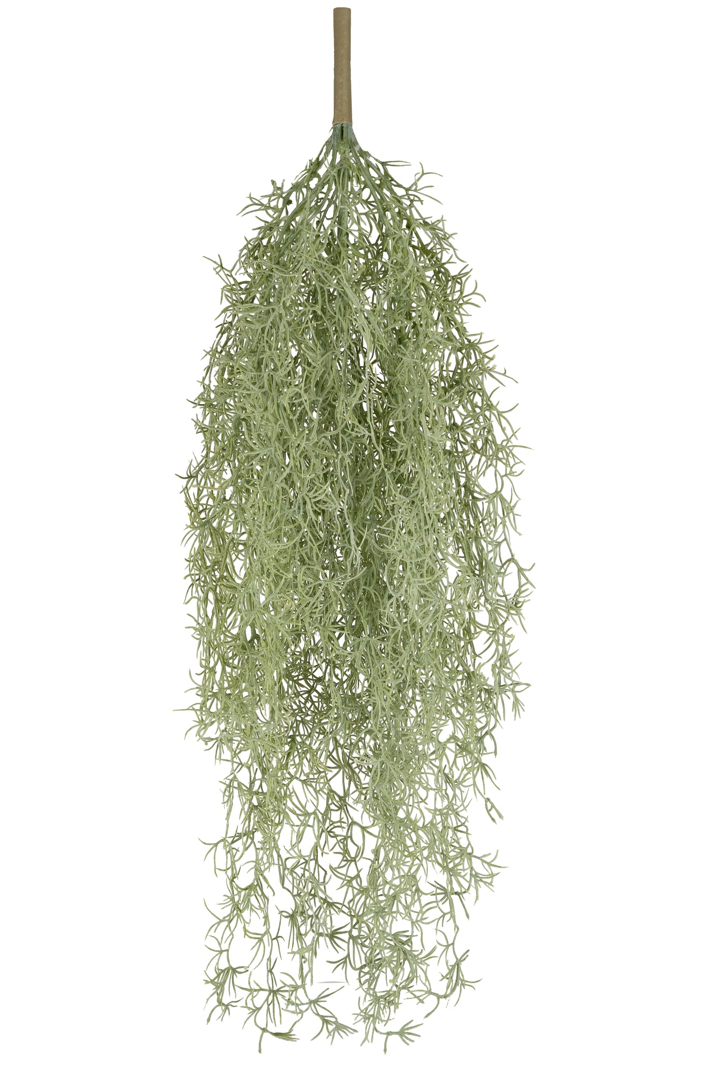 Planta curgatoare Long hair (tillandsia) 90 cm verde deschis