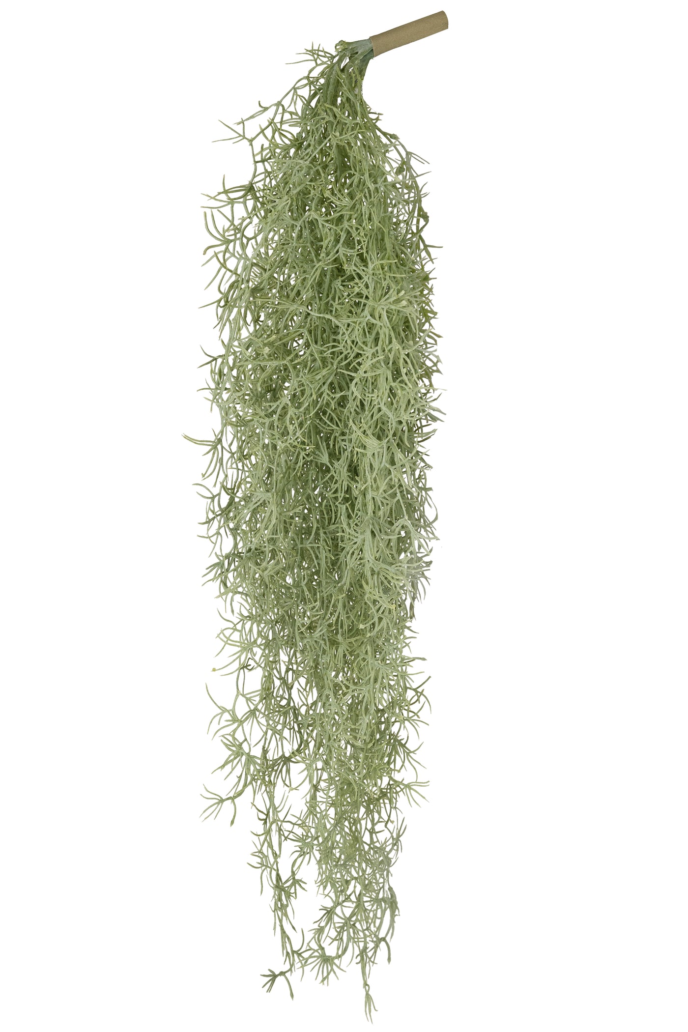 Planta curgatoare Long hair (tillandsia) 85 cm verde deschis