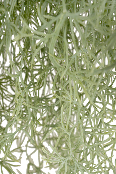 Planta curgatoare Long hair (tillandsia) 90 cm verde deschis