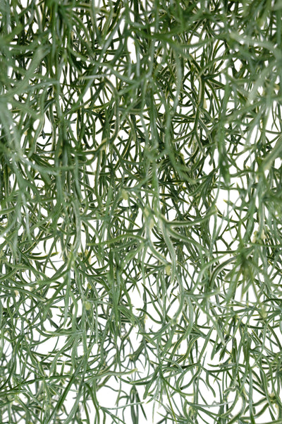 Planta curgatoare Long hair (tillandsia) 90 cm verde inchis