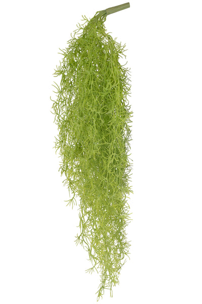 Planta curgatoare Long hair (tillandsia) 90 cm verde primavara