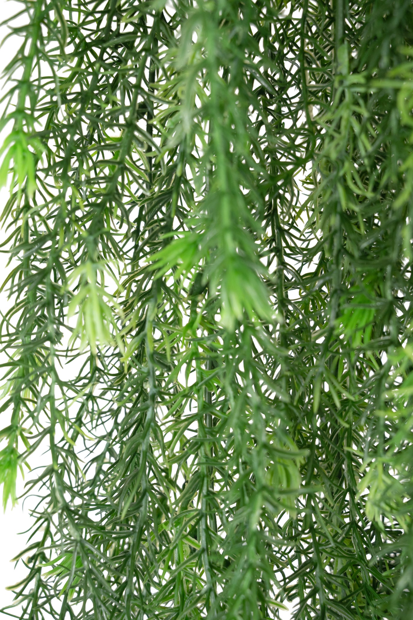 Planta curgatoare rozmarin 135 cm verde inchis