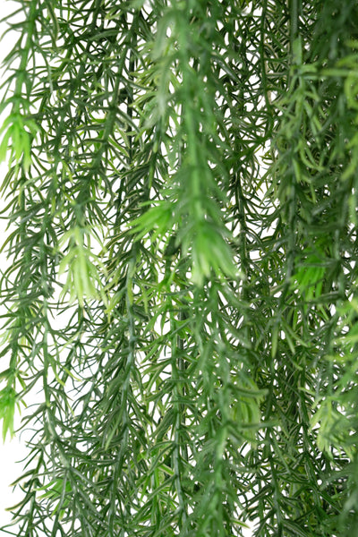 Planta curgatoare rozmarin 135 cm verde inchis