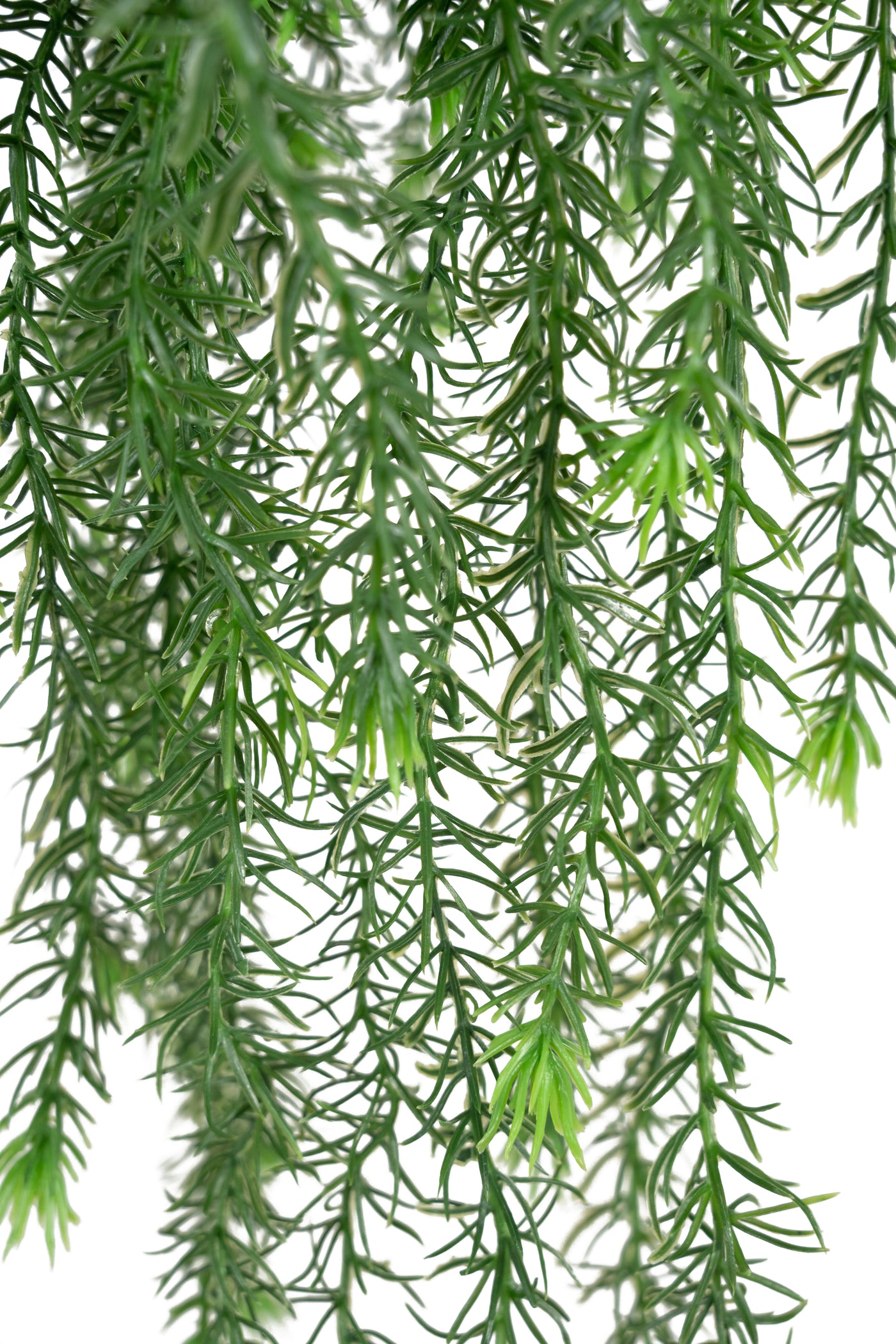 Planta curgatoare rozmarin 135 cm verde inchis