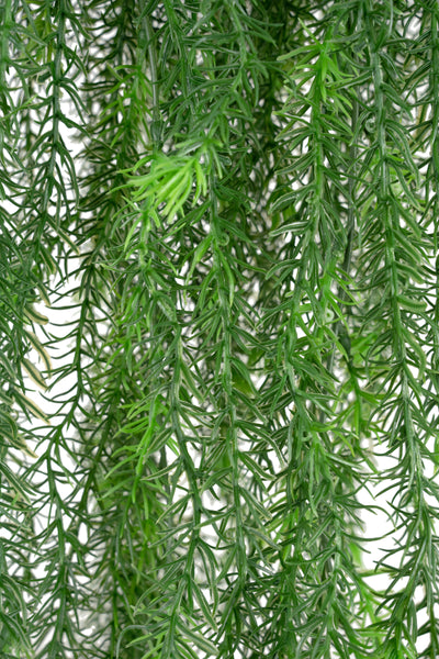 Planta curgatoare rozmarin 135 cm verde inchis