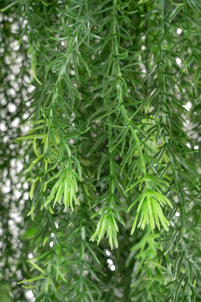 Planta curgatoare rozmarin 135 cm verde inchis