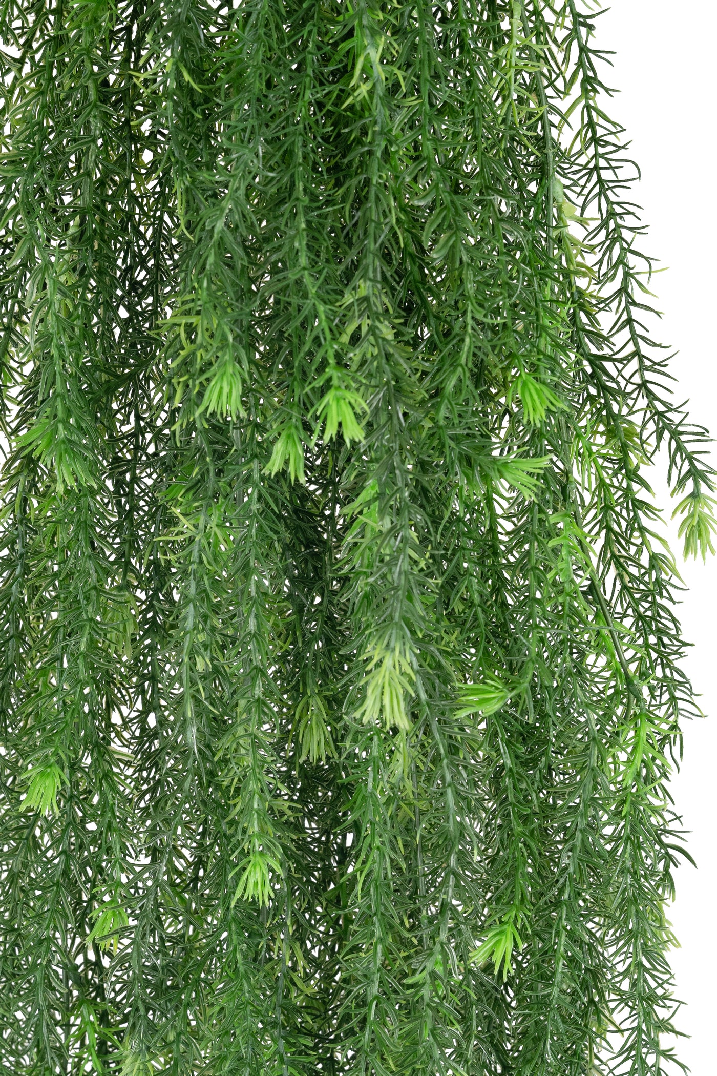 Planta curgatoare rozmarin 135 cm verde inchis