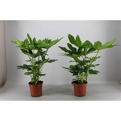 Planta decoratica Fatsia japonica D40xH60cm PS17/14cm in pamant