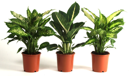 Planta decorativa Dieffenbachia Mix 40cm PS14/12 in pamant
