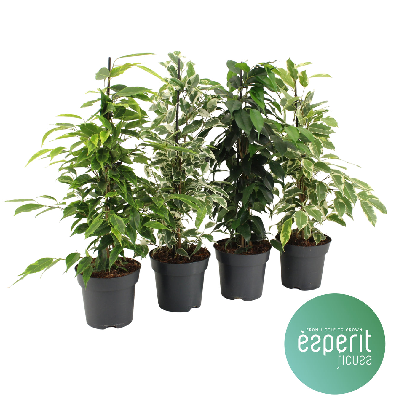 Planta decorativa Ficus benjamina Royal piramidal Mix 3-4 sortimente H55cm PS17/14 in pamant