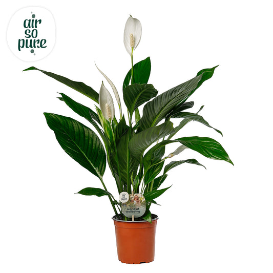 Planta decorativa Spathiphyllum Bingo Cupido 70cm PS17/14 in pamant